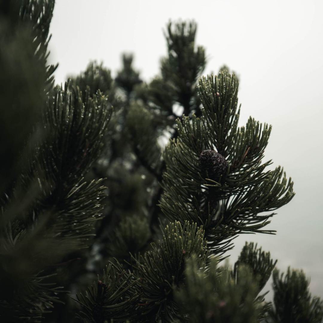 Tree Scented Candle UK: A Luxury Fragrance for Calm and Festive Homes