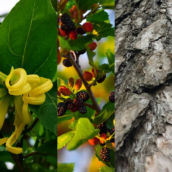 Collage of yellow flower, mulberry leaves with fruits, and tree bark.