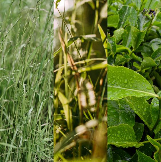 Three panels showing different types of green plants: grass, leaves with water droplets, and a leafy plant.