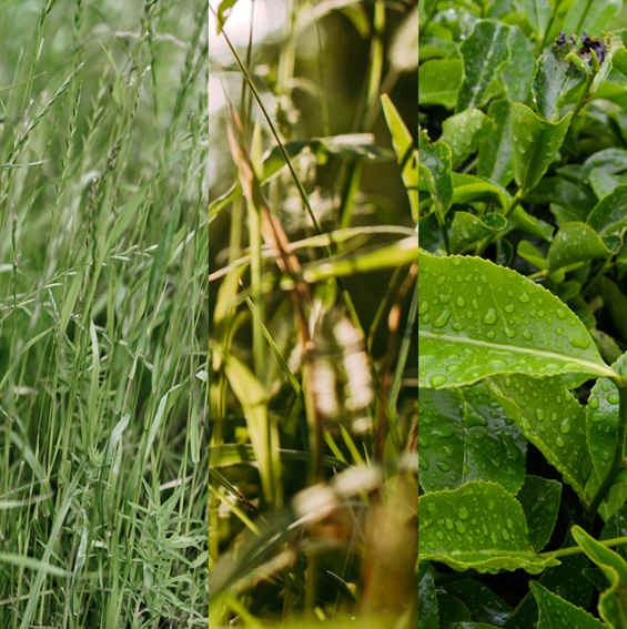 Three panels showing different types of green plants: grass, leaves with water droplets, and a leafy plant.
