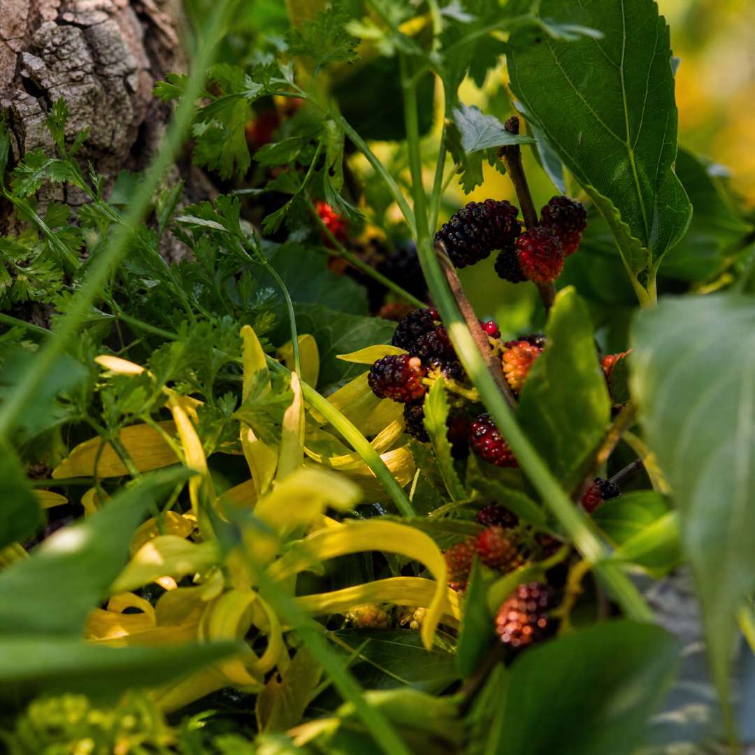 Mulberry leaves with red and black mulberries on a tree branch.