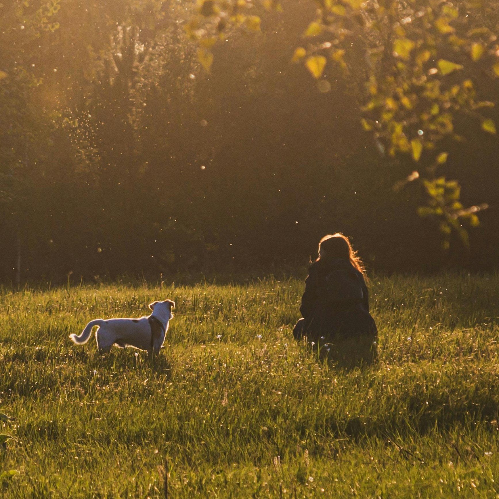Person and dog sitting in a grassy field at sunset