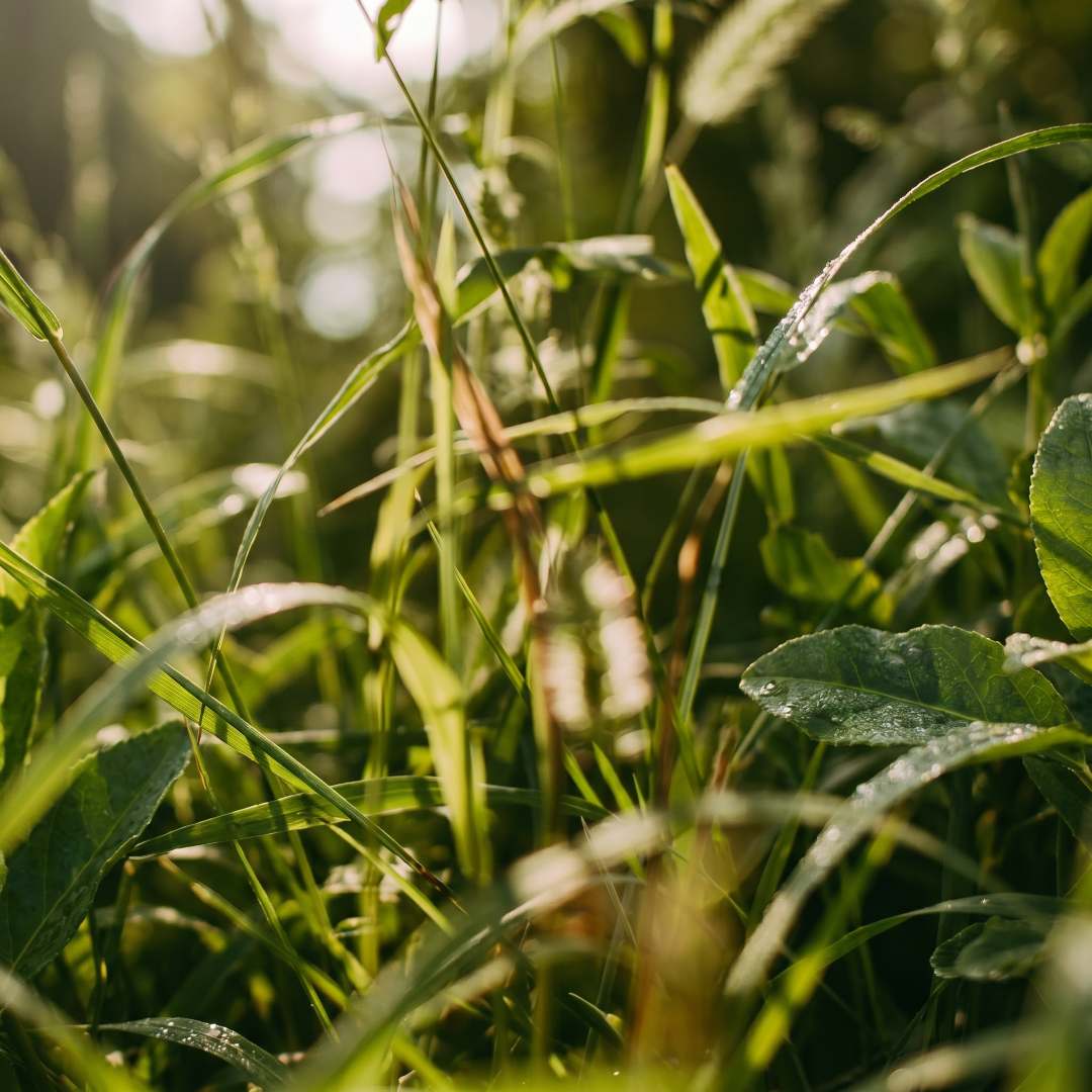 Close-up of green grass with water droplets on a blurred natural background