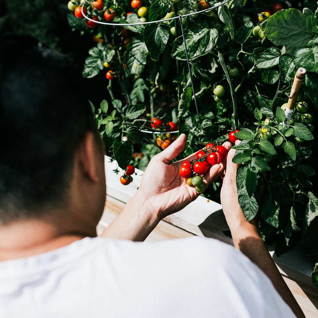 Person picking tomatoes from a plant in a garden
