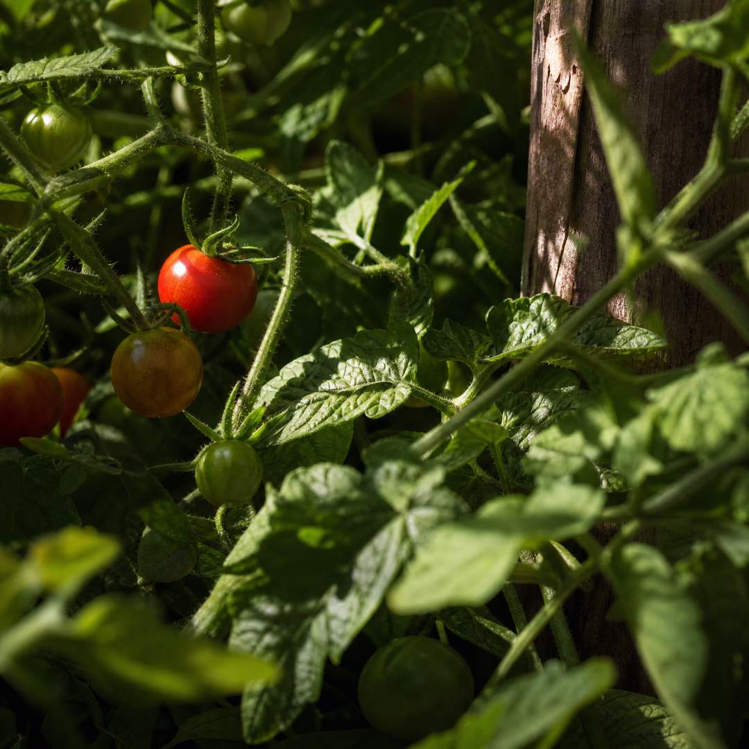 Tomatoes growing on a vine with green leaves and a wooden post in the background.