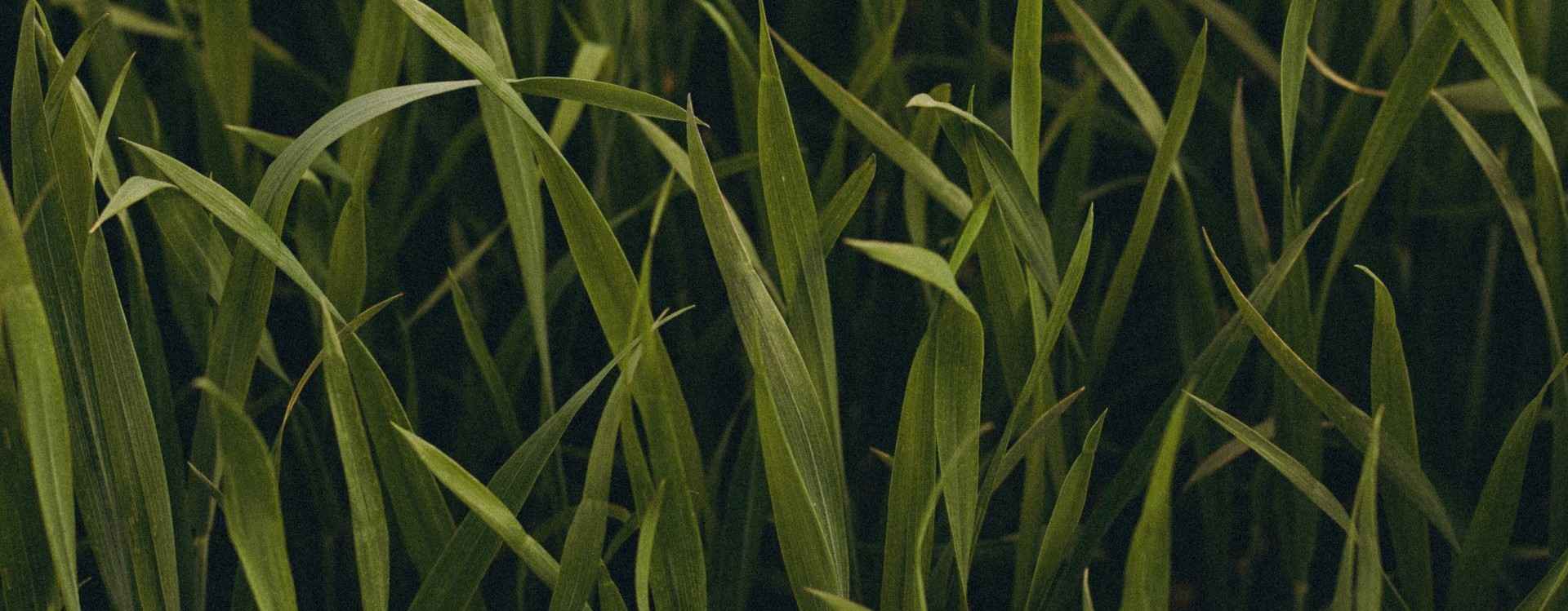 A close-up view of tall green grass blades swaying in natural light.