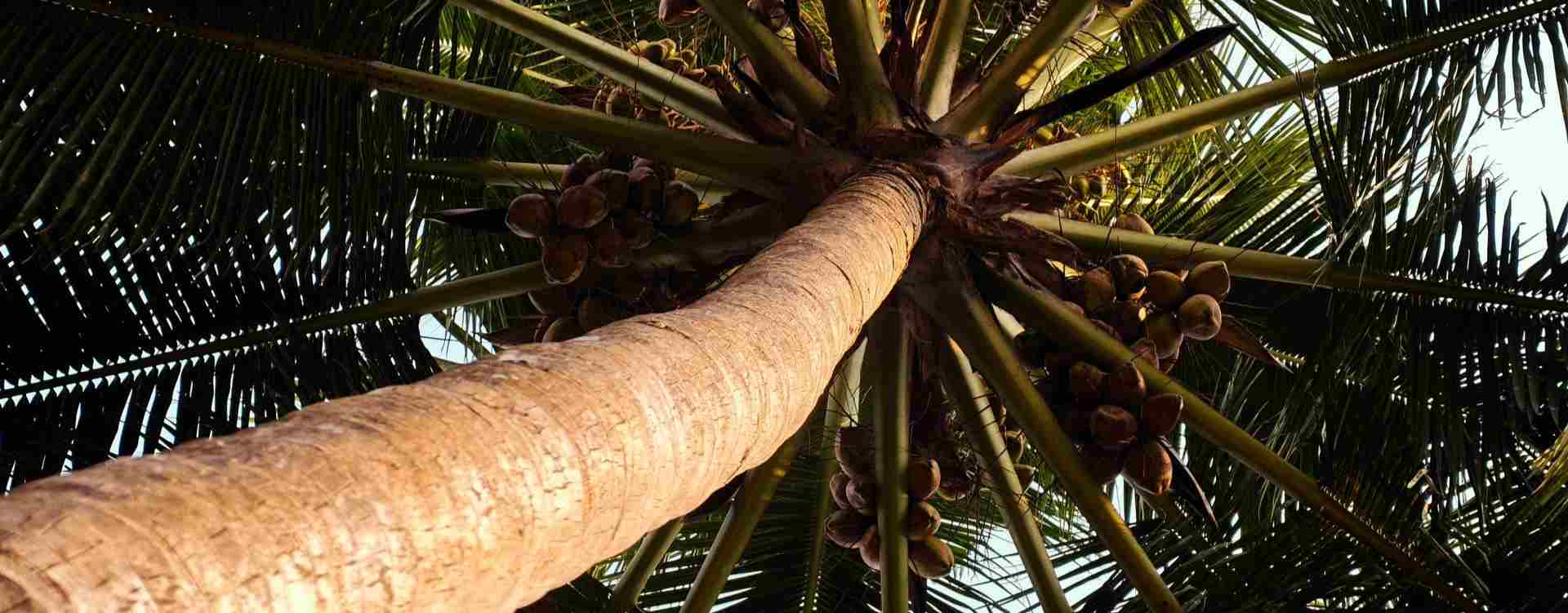 A low-angle close-up of a palm tree trunk and fronds with clusters of coconuts against a bright sky.