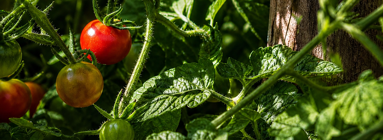 Close-up of a tomato plant with green leaves and several tomatoes, including one ripe red tomato and others in different stages of ripening.