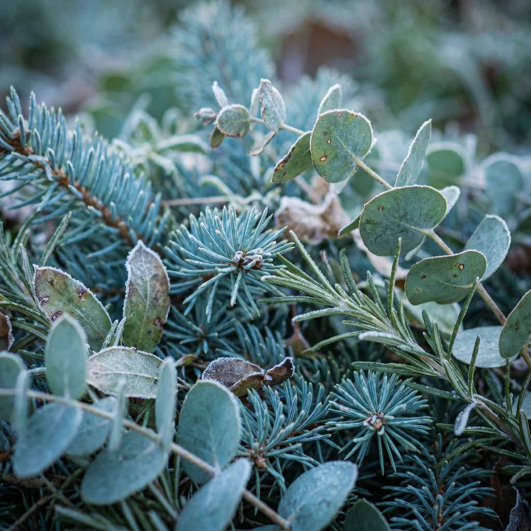 Close-up of green foliage with a blurred background