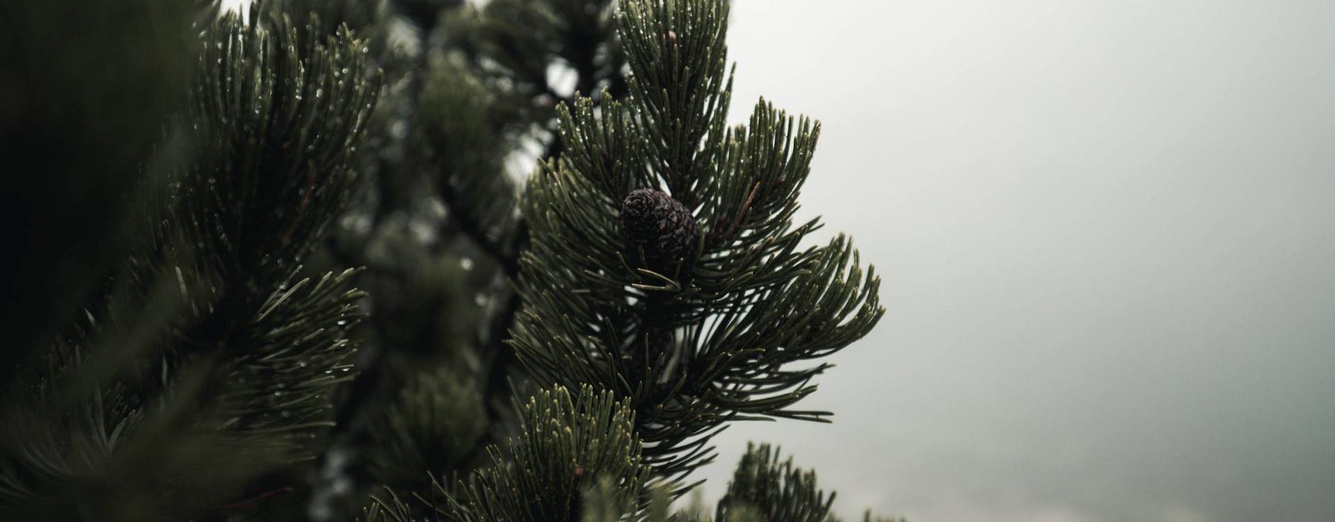 Close-up of dark green pine branches with needle clusters and a small pine cone against a soft, overcast light gray sky.