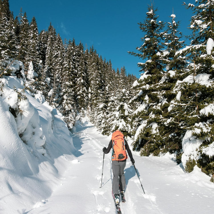 Person cross-country skiing through a snowy forest with clear blue sky