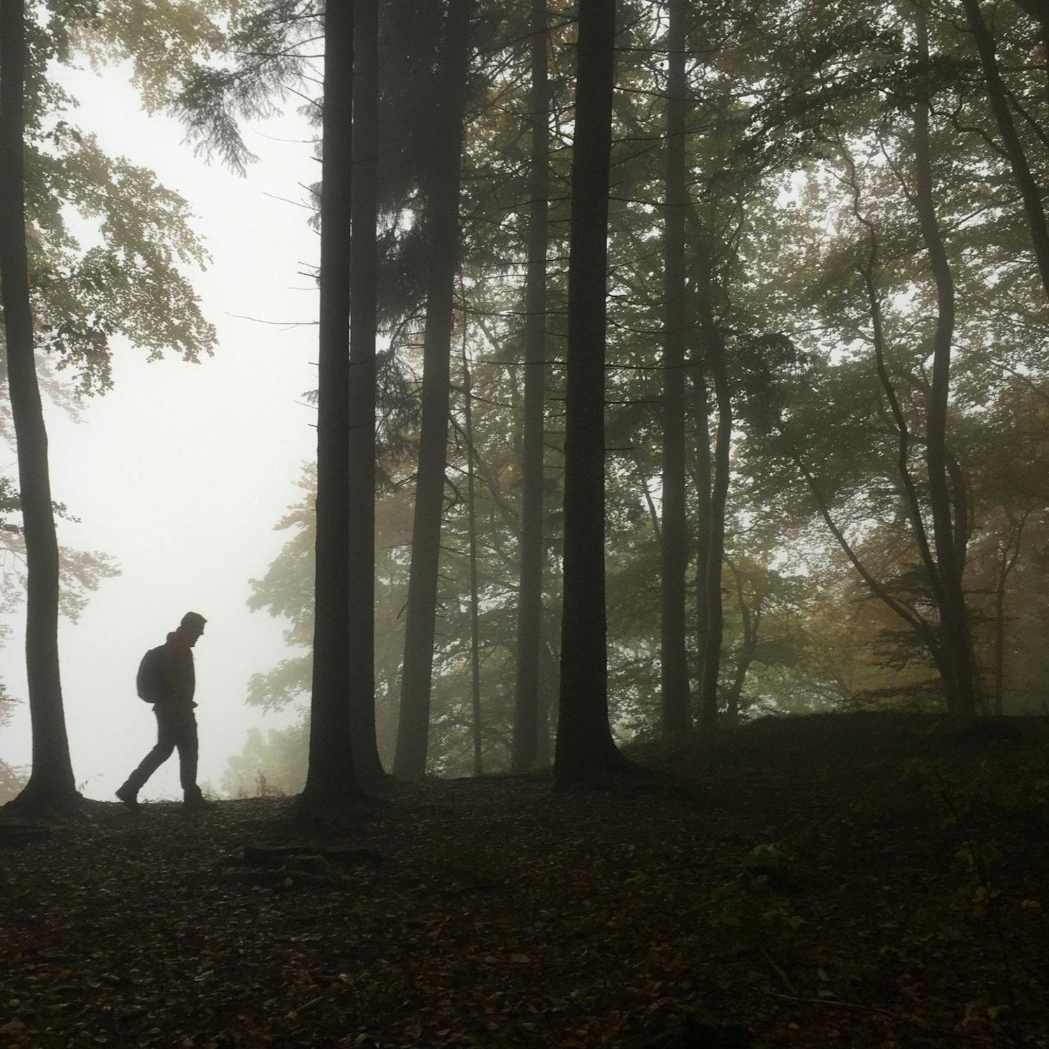 Person walking through a foggy forest with tall trees