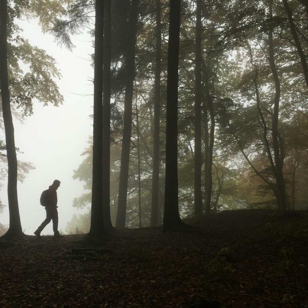Person walking through a foggy forest with tall trees