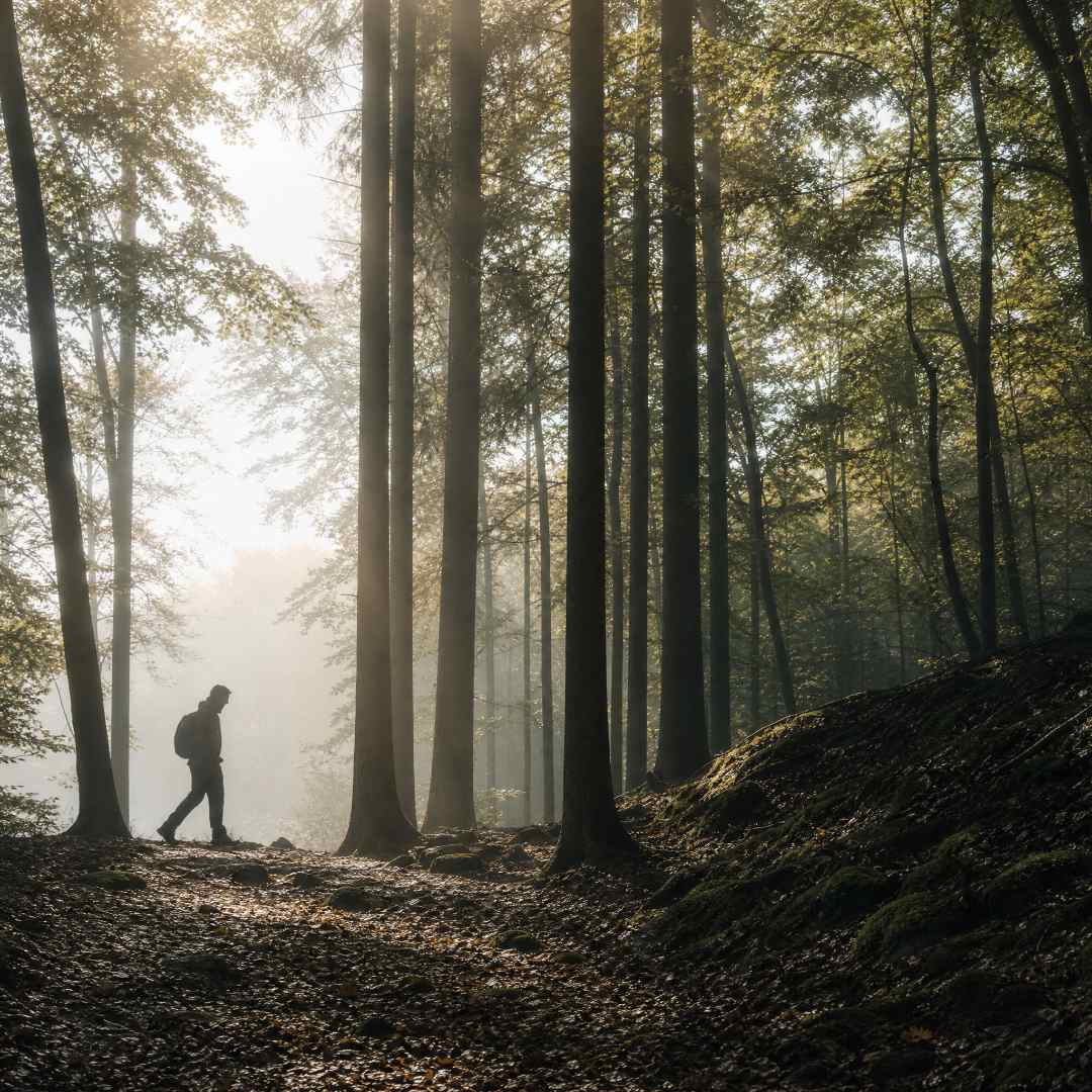 Person walking through a forest with misty atmosphere