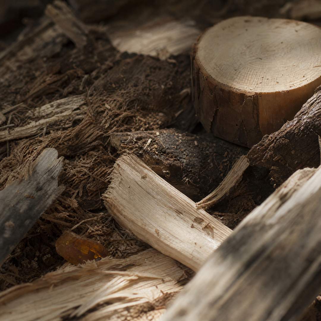 Close-up of a tree stump and fallen branches on the forest floor