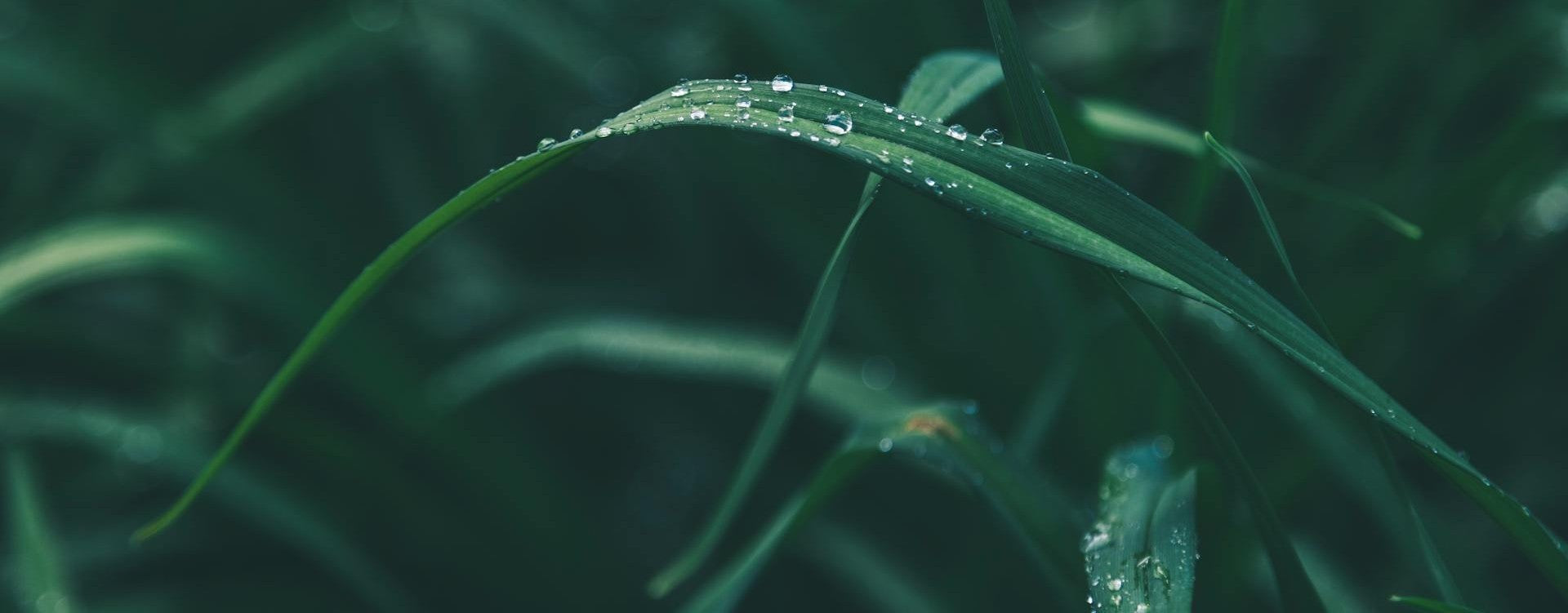 Close-up of grass with water droplets on a dark background