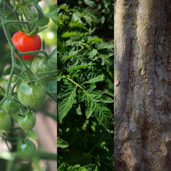 Collage of tomatoes on a vine, tomato leaves, and tree bark.