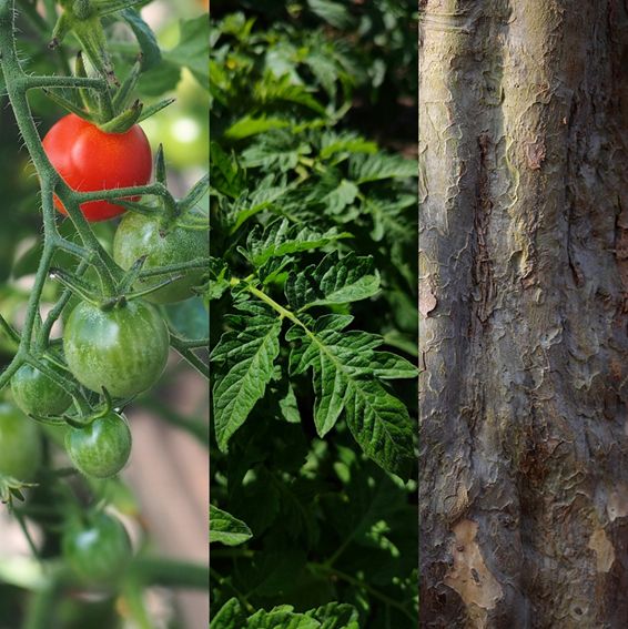 Collage of tomatoes on a vine, tomato leaves, and tree bark.