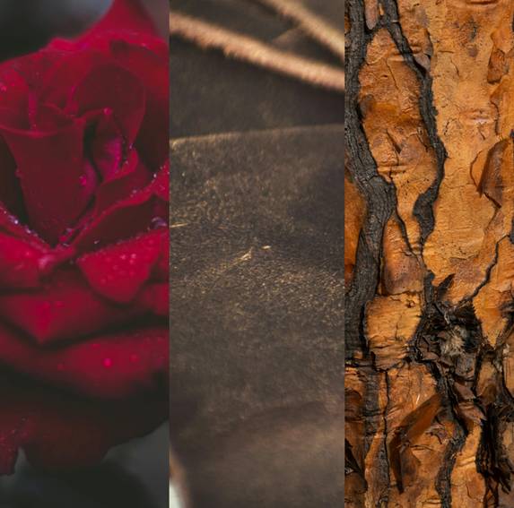 Three vertical sections: a red rose, a dark textured surface, and tree bark.