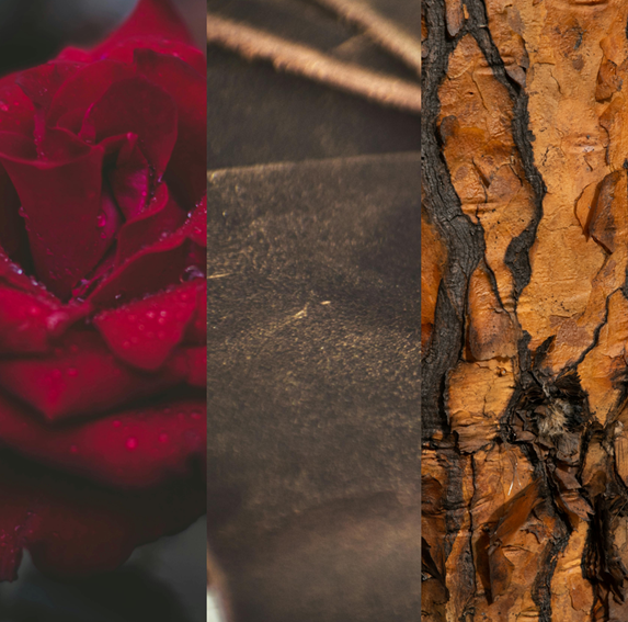Three vertical sections: a red rose, a dark textured surface, and tree bark.