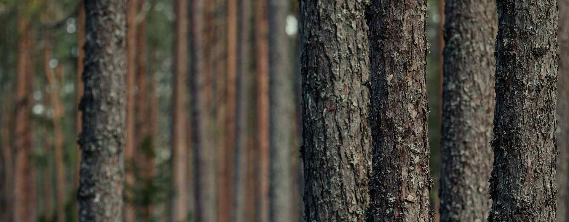 Close-up view of several tree trunks in a forest, with bark texture visible and a soft blurred background of more trees.