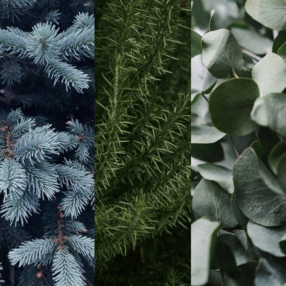 Collage of different types of greenery including pine branches, ferns, and eucalyptus leaves.