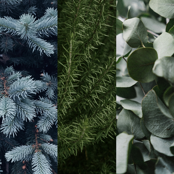 Collage of different types of greenery including pine branches, ferns, and eucalyptus leaves.